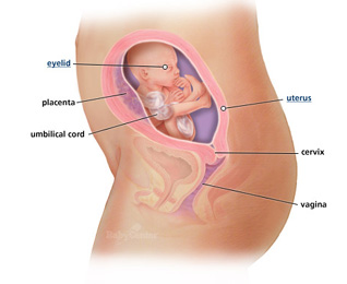 21week