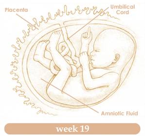 week19