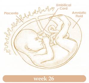 week26