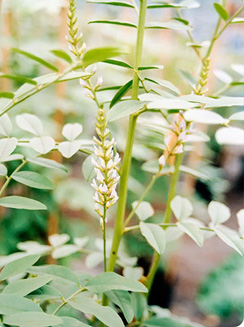 liquorice-plant-close-up