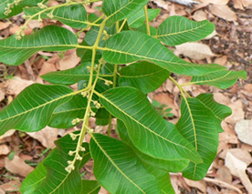 mango-bark