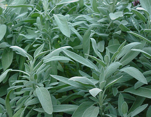 sage51