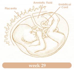 week29
