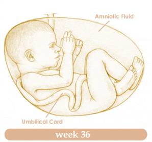 week36