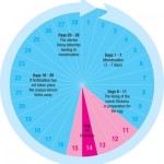 1144828120cycle