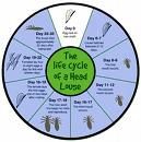 head-lice-1