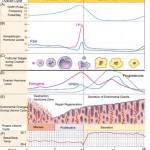 menstrual-cycle