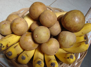 fruit