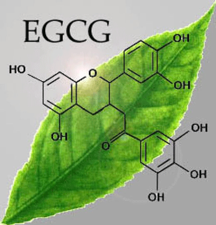 Benefits of Using Green Tea