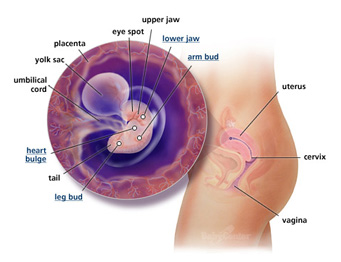 Your Guide to Being 6 Weeks Pregnant