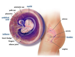 Your Guide to Being 7 Weeks Pregnant