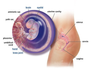 Your Guide to Being 8 Weeks Pregnant