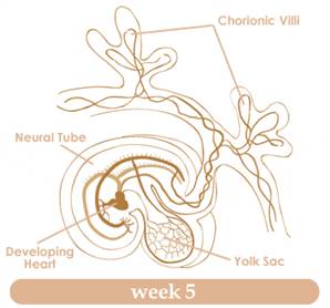 Your guide to being 5 weeks pregnant