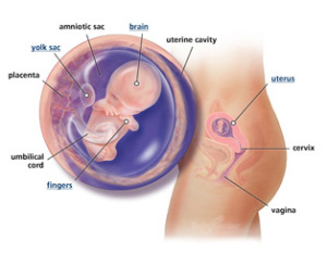 Your Guide to Being 10 Weeks Pregnant