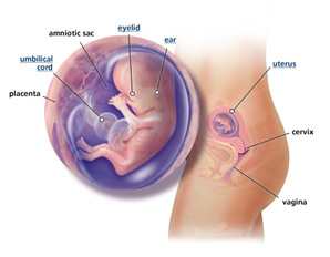 Your Guide to Being 12 Weeks Pregnant