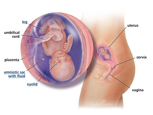 Your Guide to Being 15 Weeks Pregnant