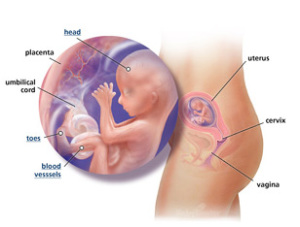 Your Guide to Being 16 Weeks Pregnant