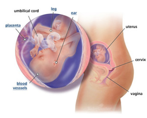 Your Guide to Being 18 Weeks Pregnant