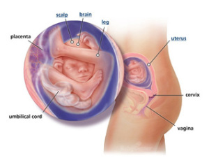 Your guide to being 19 weeks pregnant,