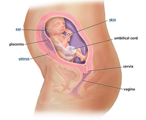 Your Guide to Being 23 Weeks Pregnant