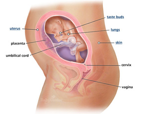 Your Guide to Being 24 Weeks Pregnant