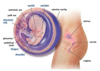 Your Guide to Being 9 Weeks Pregnant