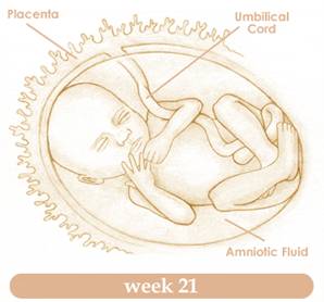 Your guide to being 21 weeks pregnant