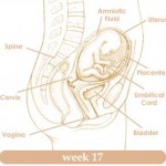 week17