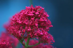 Natural Remedies Anxiety Attack